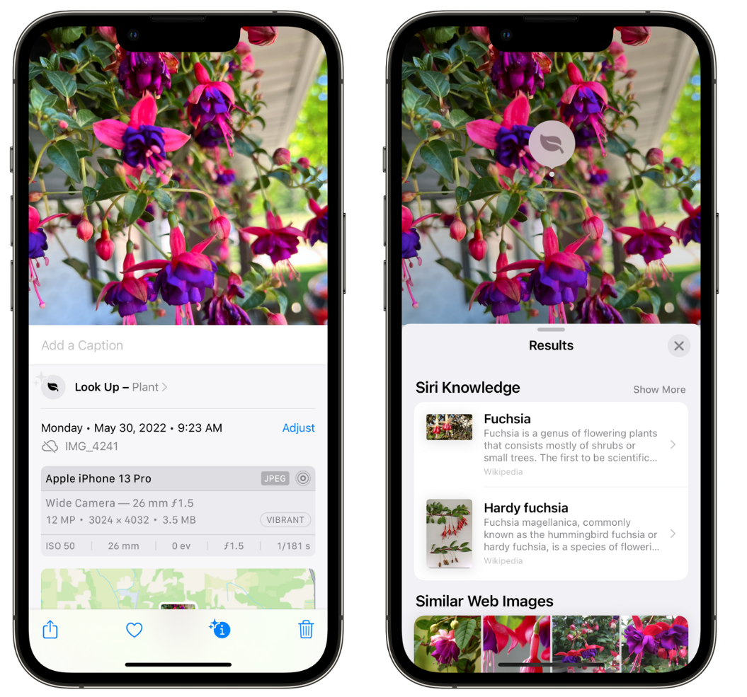 临江苹果手机维修分享小技巧：使用 iPhone 相机识别花卉植物 